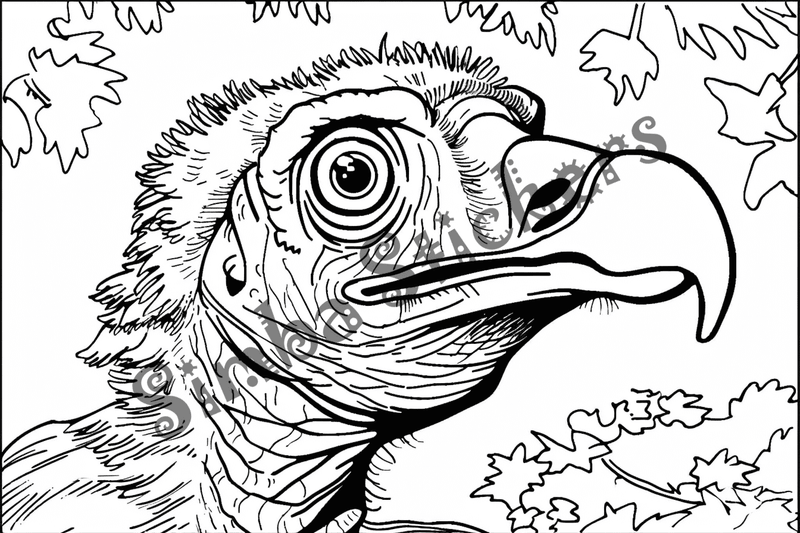 Colouring pages, bundle of singular vultures, 10 images, 9yidlp