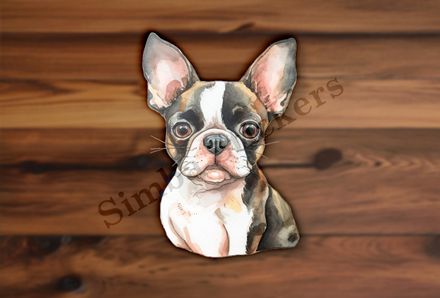 Boston Terrier dog, watercolour