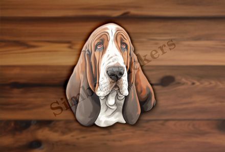 Basset Hound dog