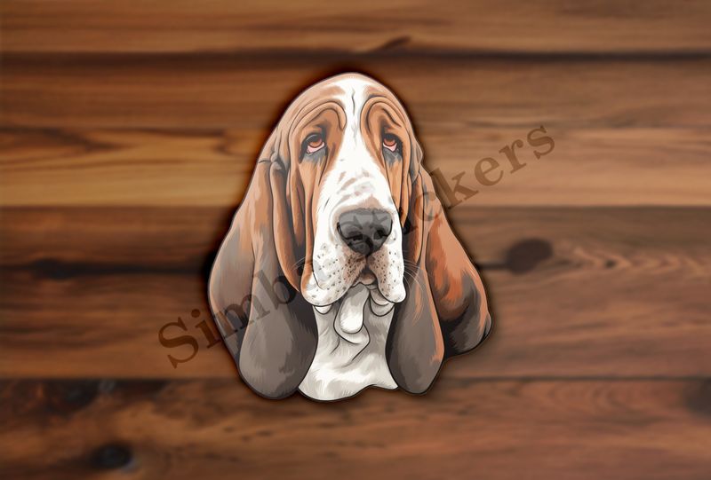 Basset Hound dog