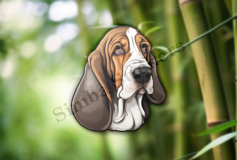 Basset Hound dog