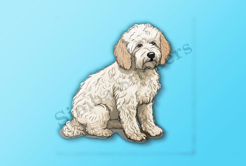 White Cookapoo dog