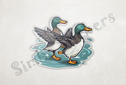 Duck couple flapping wings in shallow water