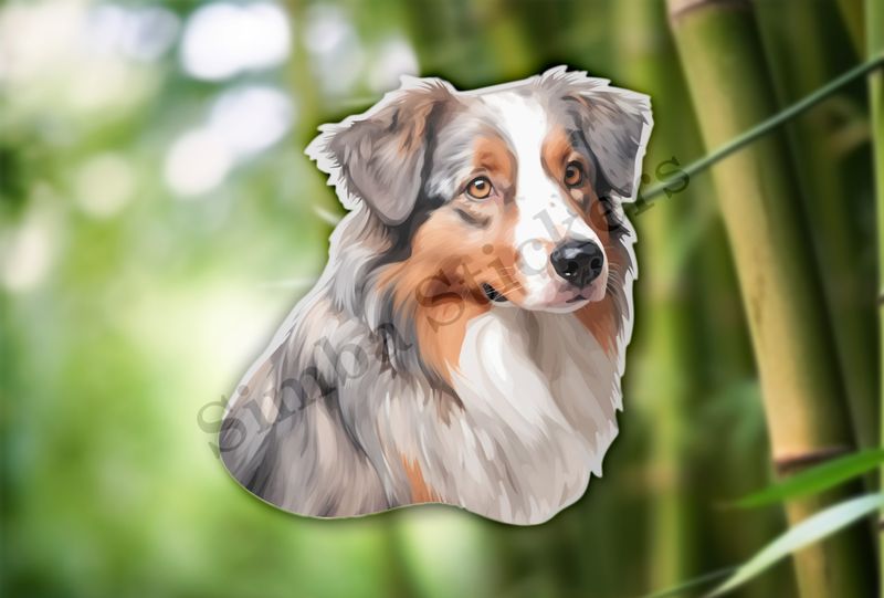 Australian Shepherd dog 