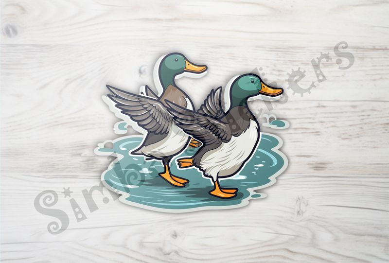 Duck couple flapping wings in shallow water