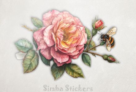 Bee buzzing around a pink rose flower