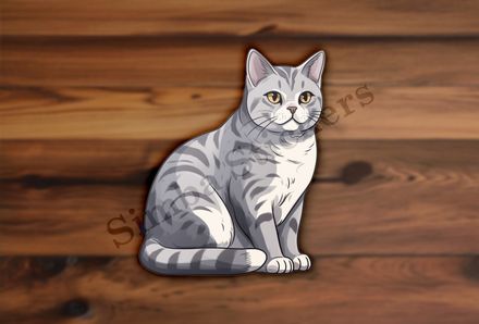 American Shorthair cat