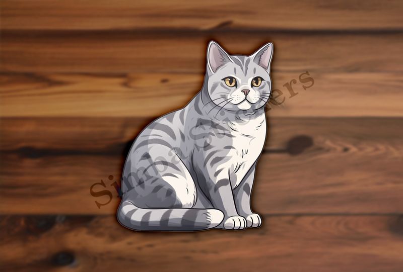 American Shorthair cat