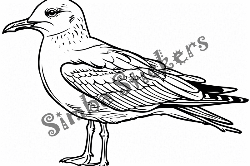 Colouring pages, bundle of seagulls, 50 images