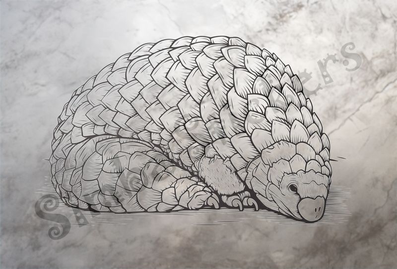 Pangolin sleeping, outline art