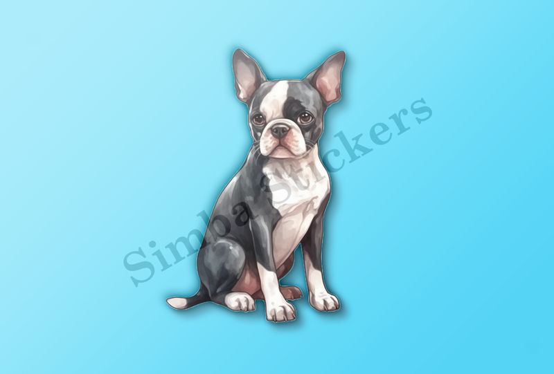 Boston Terrier dog sitting, watercolour