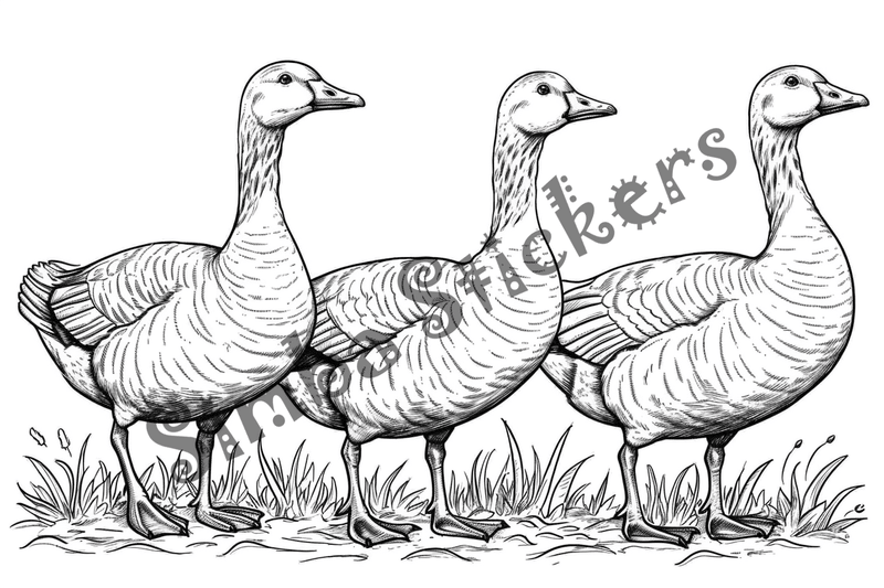 Colouring pages, bundle of geese, multiple, 10 images