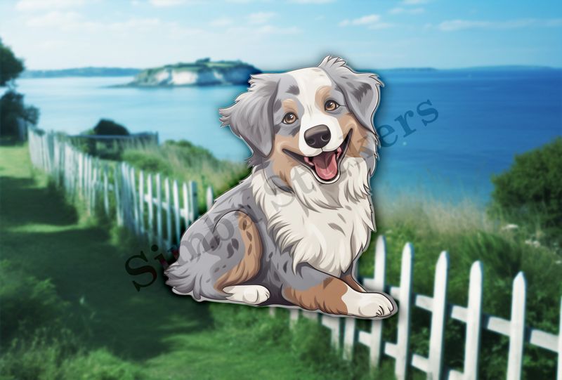 Australian Shepherd dog