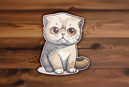 Scottish Fold cat