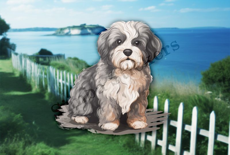Black and white Cookapoo dog