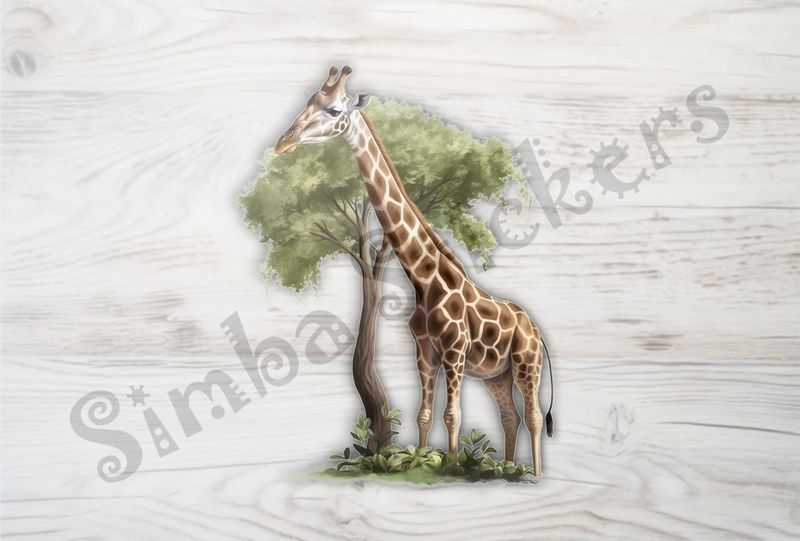 Giraffe towering above tree in the Savanna