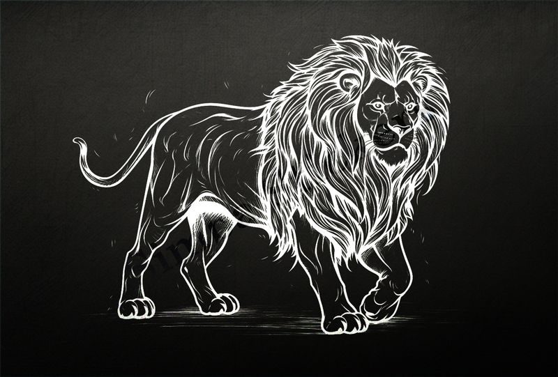 Lion walking majestically, outline art