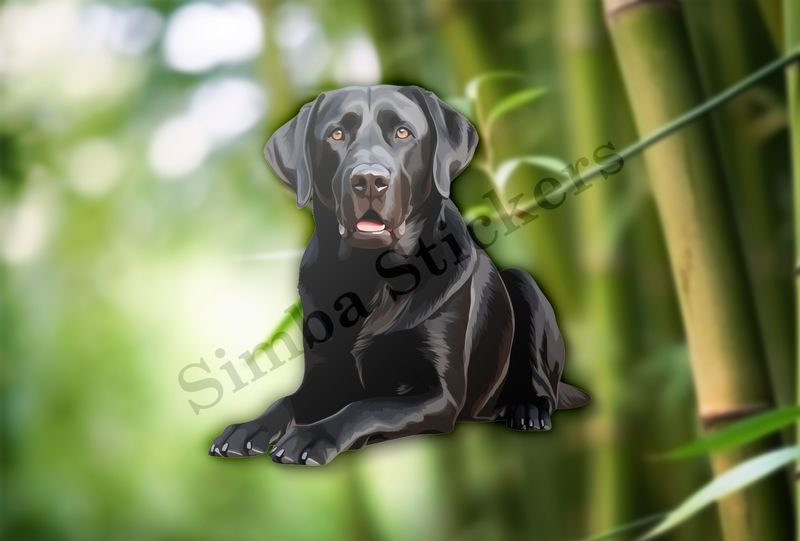 Black labrador dog sitting on all fours