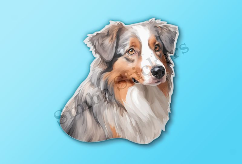 Australian Shepherd dog 