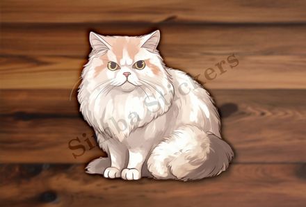 Persian cat, white