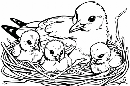 Colouring pages, bundle of seagulls 3, 25 images