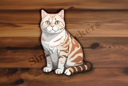 American Shorthair cat