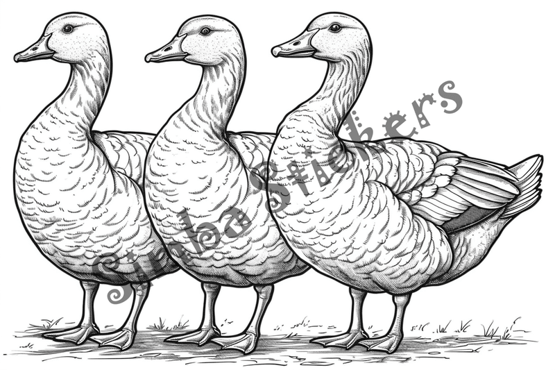 Colouring pages, bundle of geese, 25 images