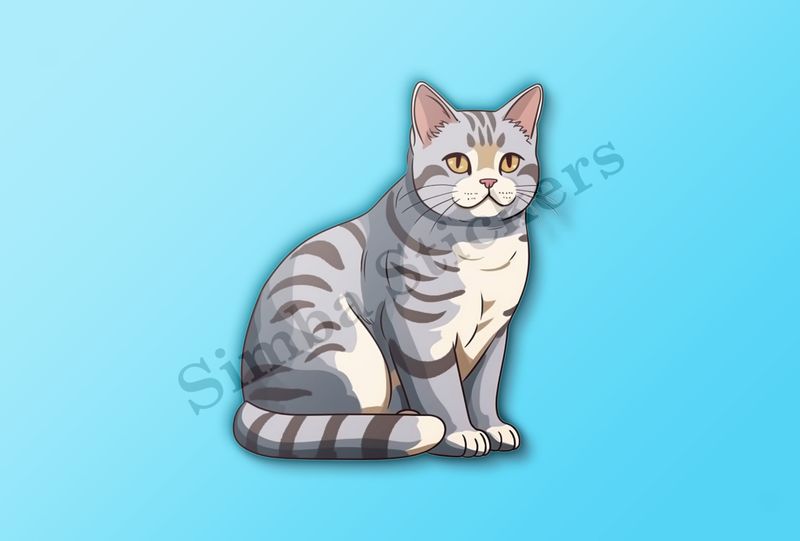 American Shorthair cat