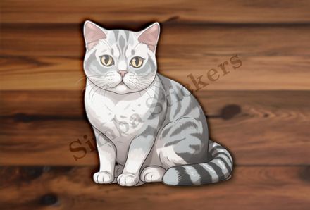 American Shorthair cat