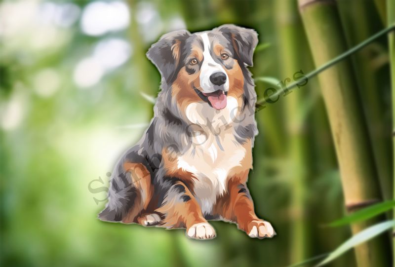Australian Shepherd dog sitting with tongue out