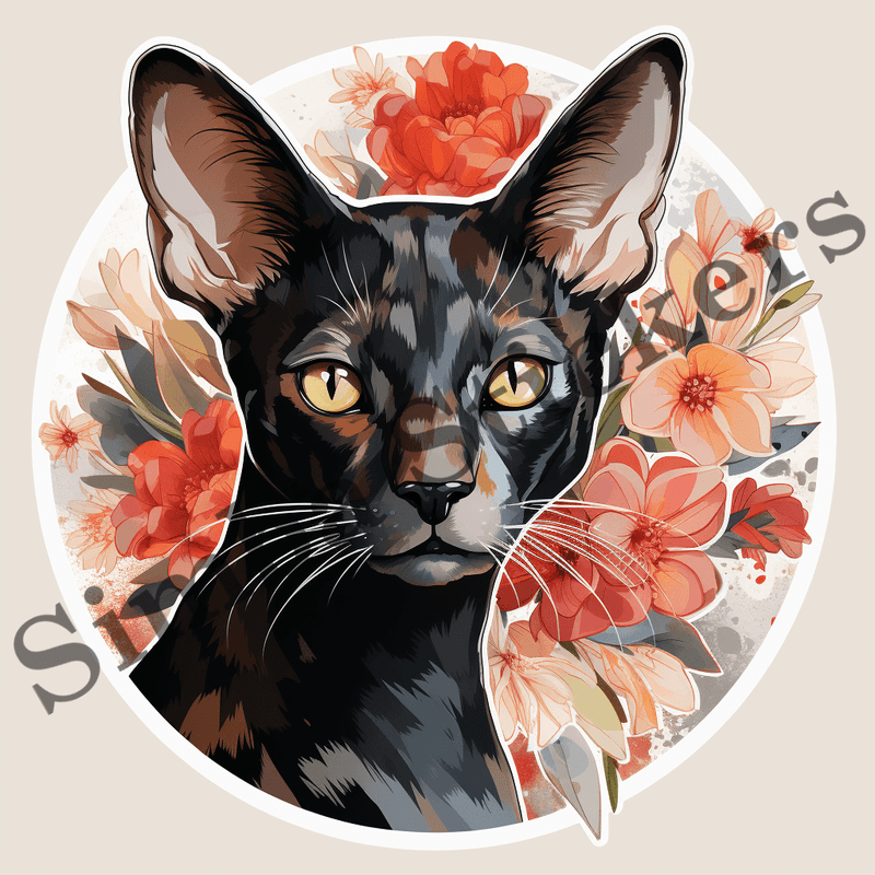 Oriental Shorthair cats, image set, 10 images