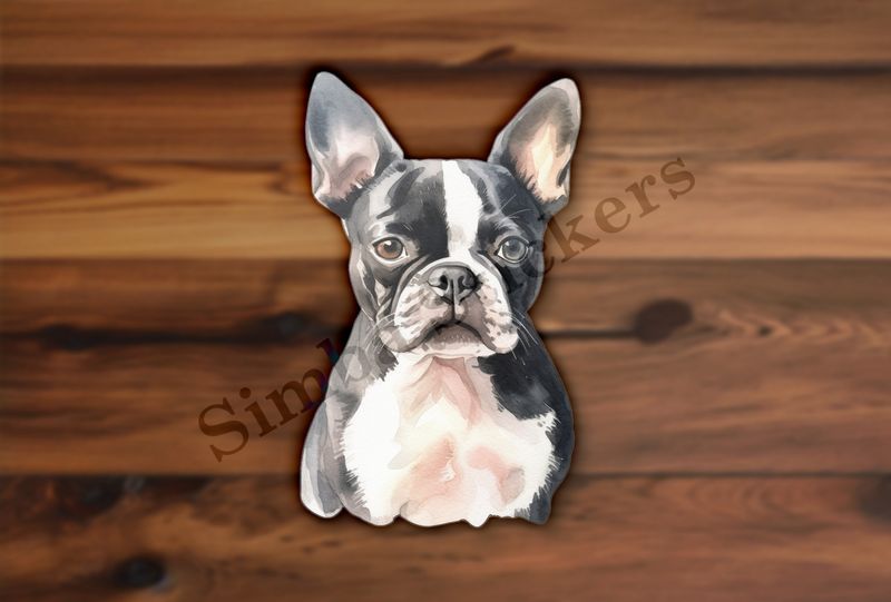Boston Terrier dog front, watercolour