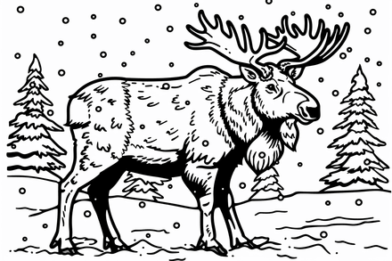 Colouring pages, Bundle of moose in thes snow, 10 images