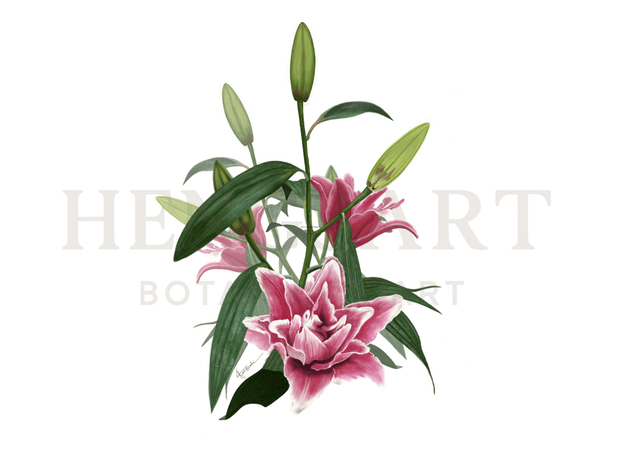 Lily Orientalis Stargazer | Botanical Art Illustration