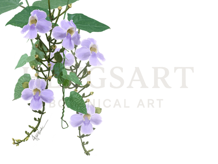 Thunbergia Grandiflora | Botanical Art High-Resolution