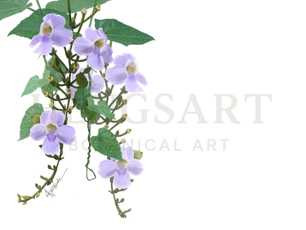 Thunbergia Grandiflora | Botanical Art High-Resolution