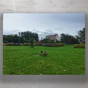 Ducks on a Rainy Day in The Square Palmerston North City Park New Zealand Photo Download