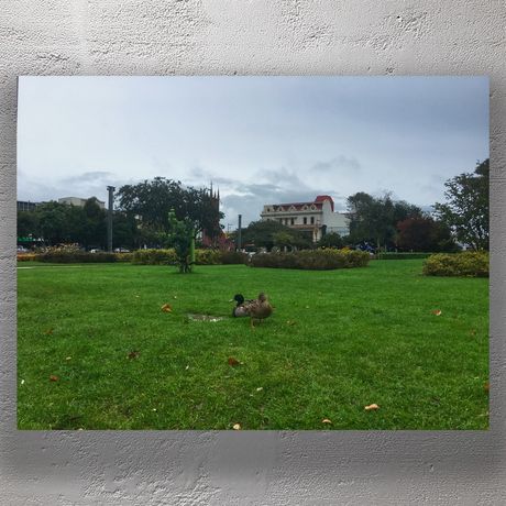 Ducks on a Rainy Day in The Square Palmerston North City Park New Zealand Photo Download