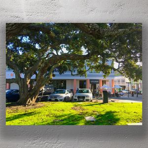 Napier NZ Art Deco Architecture and Outdoor Café Scene under Majestic Tree Photo Download