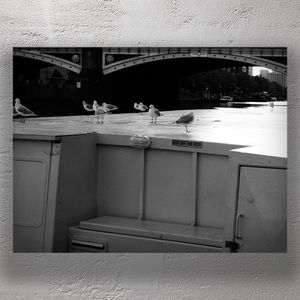 Seagulls Ignoring Rules A Black and White Photo of Birds Perched on a Boat Roof Photo Download