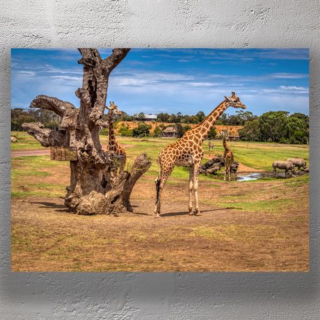 African Safari Wildlife Majestic Giraffes And Rhinos in Open Range Park Photo Download