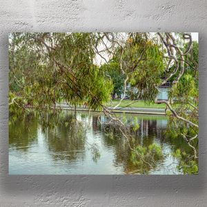 Serene Riverside Scene with Overhanging Eucalyptus Tree Photo Download