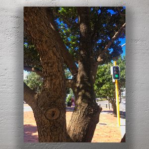 Urban Nature Contrast Tree Trunks and Green Traffic Light on Sunny City Street Photo Download