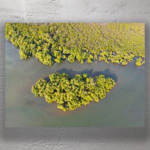 Aerial View of Vibrant Coastal Mangroves in Tranquil Wetlands Photo Download