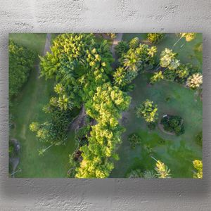 Lush Aerial View of Tropical Trees in a Botanical Garden Landscape Photo Download
