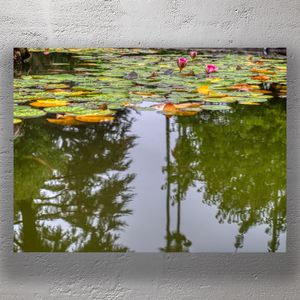 Serene Lily Pond Reflection Tranquil Water Lilies and Nature Scene Photo Download