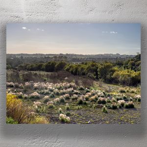 Scenic Manawatū Landscape at Sunset New Zealand Native Bush and Grasslands Photo Download