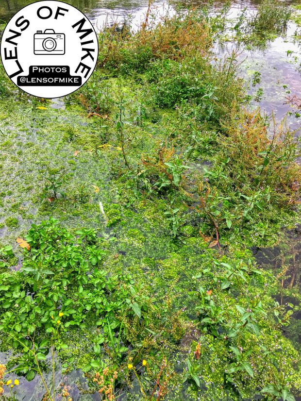 Lush Green Wetlands Vibrant Aquatic Plant Life and Natural Beauty Photo Download