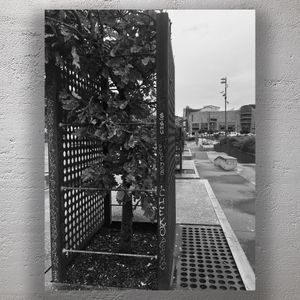 Urban Tree Cage with Graffiti in Modern Cityscape Photo Download