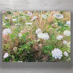 Queen Annes Lace in a Wild Meadow Nature Photography of Delicate White Flowers Photo Download